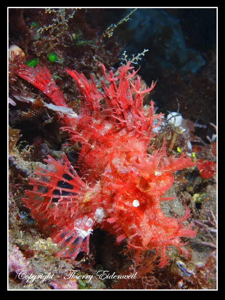 Anilao Macro Dive Media Highlight